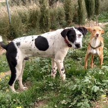 JOSEPH, Hund, Mischlingshund in Spanien - Bild 3