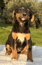 FREYDIS, Hund, Mischlingshund in Griechenland - Bild 2