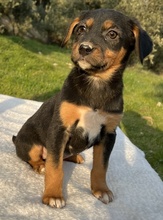 FREYDIS, Hund, Mischlingshund in Griechenland - Bild 4