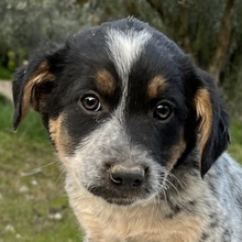 ILAYDA, Hund, Mischlingshund in Griechenland - Bild 1
