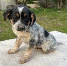 ILAYDA, Hund, Mischlingshund in Griechenland - Bild 5