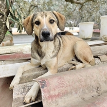 MURPHY, Hund, Mischlingshund in Griechenland - Bild 10