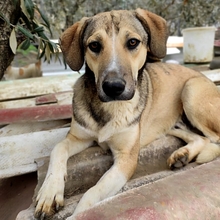 MURPHY, Hund, Mischlingshund in Griechenland - Bild 11