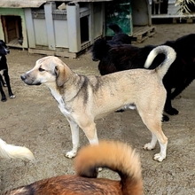 MURPHY, Hund, Mischlingshund in Griechenland - Bild 12
