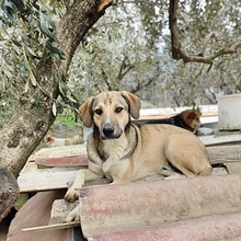 MURPHY, Hund, Mischlingshund in Griechenland - Bild 13