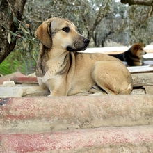 MURPHY, Hund, Mischlingshund in Griechenland - Bild 14