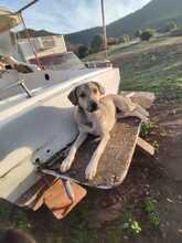 MURPHY, Hund, Mischlingshund in Griechenland - Bild 2