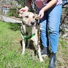 MURPHY, Hund, Mischlingshund in Griechenland - Bild 8