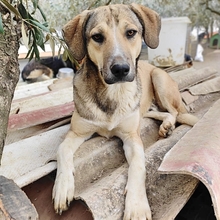 MURPHY, Hund, Mischlingshund in Griechenland - Bild 9