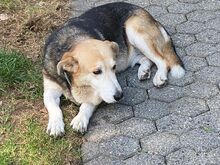 BALBINA, Hund, Mischlingshund in Erkelenz - Bild 10