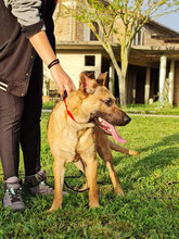 IRON, Hund, Malinois-Mix in Italien - Bild 3