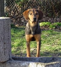 JUGO, Hund, Mischlingshund in Niederlande - Bild 2