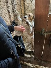 TERRY, Hund, Mischlingshund in Polen - Bild 11