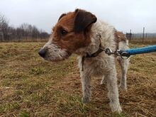 TERRY, Hund, Mischlingshund in Polen - Bild 2