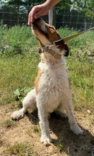 TERRY, Hund, Mischlingshund in Polen - Bild 8