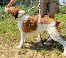 TERRY, Hund, Mischlingshund in Polen - Bild 9