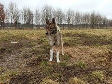 DASZA, Hund, Mischlingshund in Polen - Bild 1