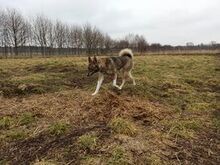 DASZA, Hund, Mischlingshund in Polen - Bild 2