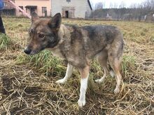 DASZA, Hund, Mischlingshund in Polen - Bild 3