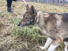 DASZA, Hund, Mischlingshund in Polen - Bild 4