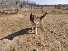 DASZA, Hund, Mischlingshund in Polen - Bild 9