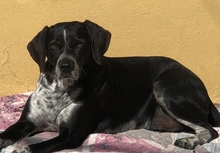MORI, Hund, Pointer-Mix in Spanien - Bild 3