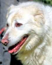 GALATEA, Hund, Maremmano-Mix in Italien - Bild 1