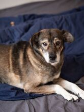 MOSCH, Hund, Mischlingshund in Rumänien - Bild 10