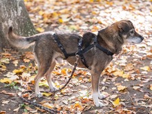 MOSCH, Hund, Mischlingshund in Rumänien - Bild 13
