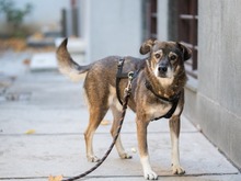 MOSCH, Hund, Mischlingshund in Rumänien - Bild 14