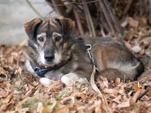 MOSCH, Hund, Mischlingshund in Rumänien - Bild 15