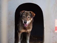 MOSCH, Hund, Mischlingshund in Rumänien - Bild 18