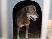 MOSCH, Hund, Mischlingshund in Rumänien - Bild 19