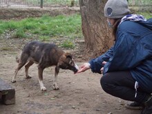 MOSCH, Hund, Mischlingshund in Rumänien - Bild 20