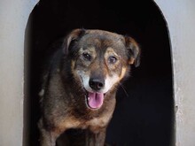 MOSCH, Hund, Mischlingshund in Rumänien - Bild 21