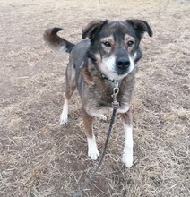 MOSCH, Hund, Mischlingshund in Rumänien - Bild 22