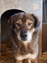 MOSCH, Hund, Mischlingshund in Rumänien - Bild 23