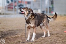 MOSCH, Hund, Mischlingshund in Rumänien - Bild 26