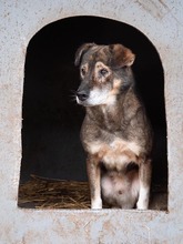 MOSCH, Hund, Mischlingshund in Rumänien - Bild 27