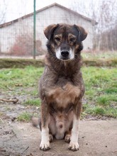 MOSCH, Hund, Mischlingshund in Rumänien - Bild 28