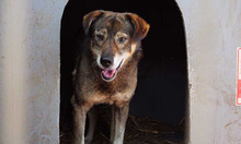 MOSCH, Hund, Mischlingshund in Rumänien - Bild 29