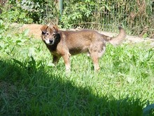 MOSCH, Hund, Mischlingshund in Rumänien - Bild 30