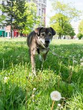 MOSCH, Hund, Mischlingshund in Rumänien - Bild 7