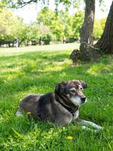 MOSCH, Hund, Mischlingshund in Rumänien - Bild 9