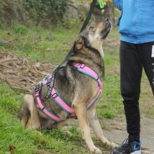 AVA, Hund, Mischlingshund in Bulgarien - Bild 3