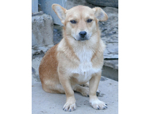 JOLIE, Hund, Mischlingshund in Rumänien - Bild 1