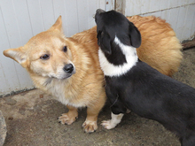 JOLIE, Hund, Mischlingshund in Rumänien - Bild 11