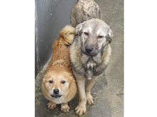 JOLIE, Hund, Mischlingshund in Rumänien - Bild 12