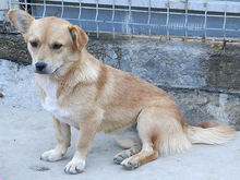 JOLIE, Hund, Mischlingshund in Rumänien - Bild 2