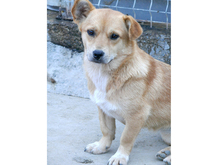 JOLIE, Hund, Mischlingshund in Rumänien - Bild 3